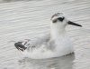 Grey Phalarope at Two Tree Island (West) (Steve Arlow) (66065 bytes)